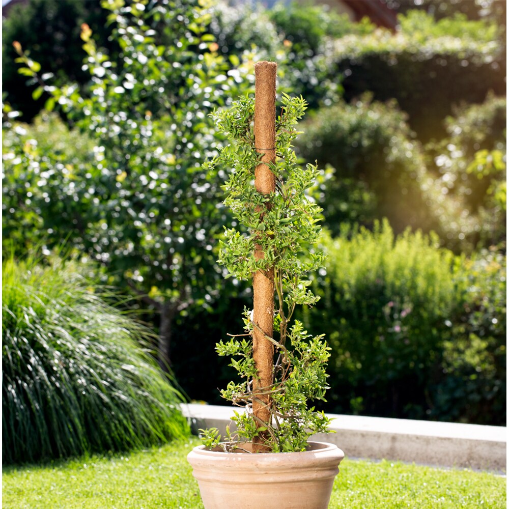 Tutore decorativ cocos, 80 cm