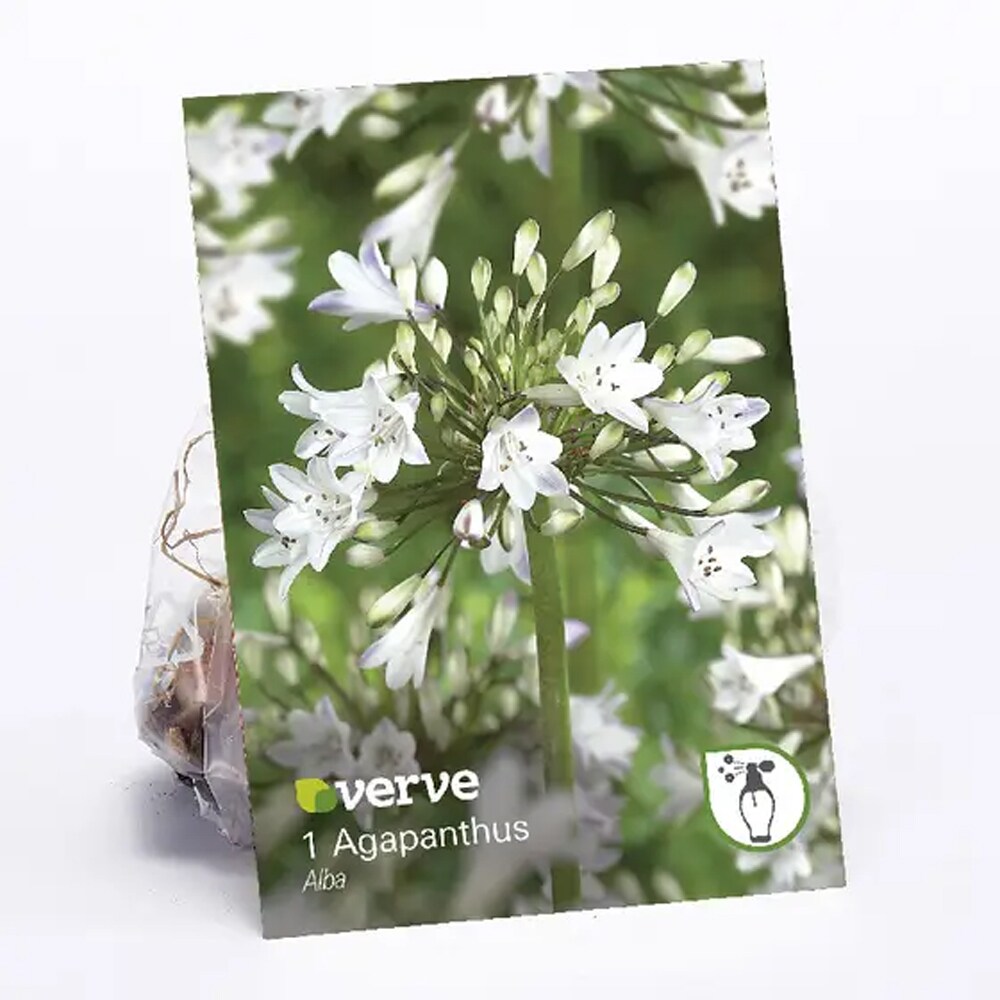 Bulbi Agapanthus VERVE, alb