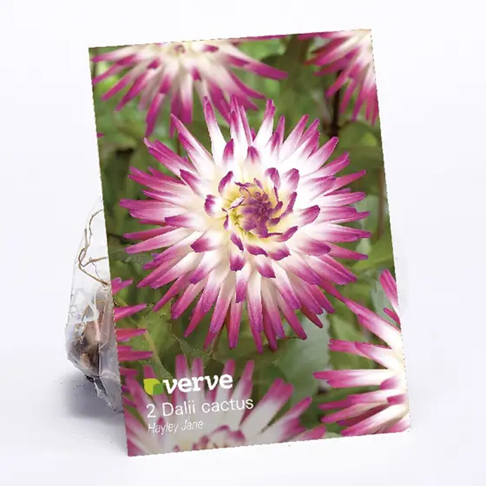 Bulbi Dahlia Hayley Jane VERVE, roz
