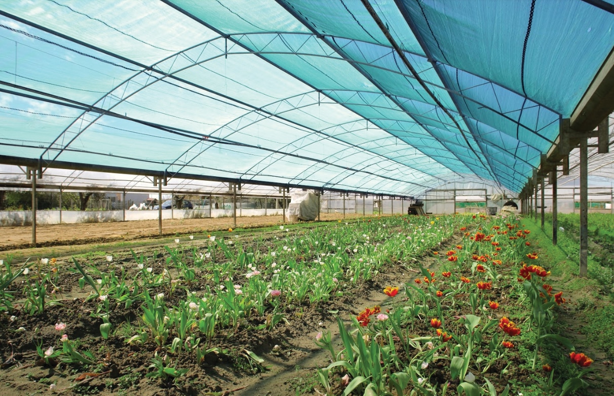 Plasa umbrire sera si solarii Vodaland, 6 x 15 m