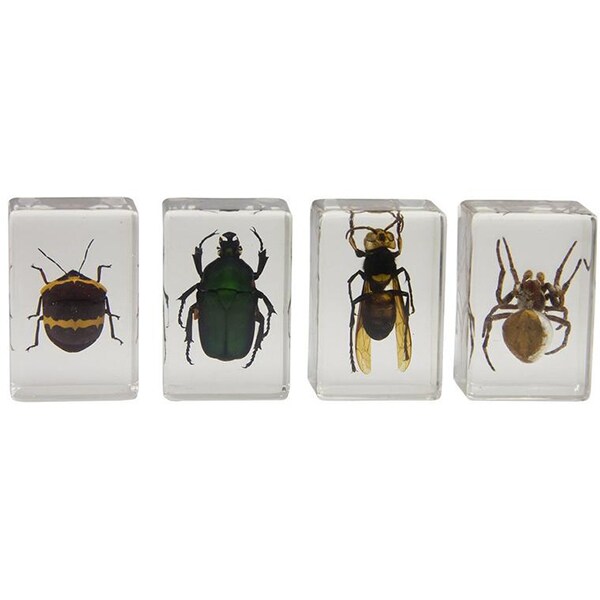 Kit 4 specimene insecte CELESTRON 3D Bug Specimen kit 2