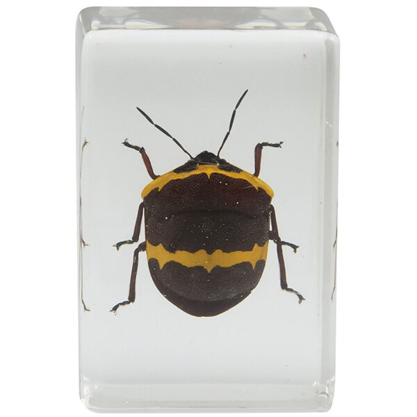 Kit 4 specimene insecte CELESTRON 3D Bug Specimen kit 2