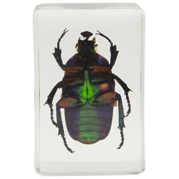 Kit 4 specimene insecte CELESTRON 3D Bug Specimen kit 2
