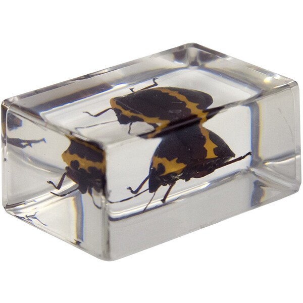 Kit 4 specimene insecte CELESTRON 3D Bug Specimen kit 2