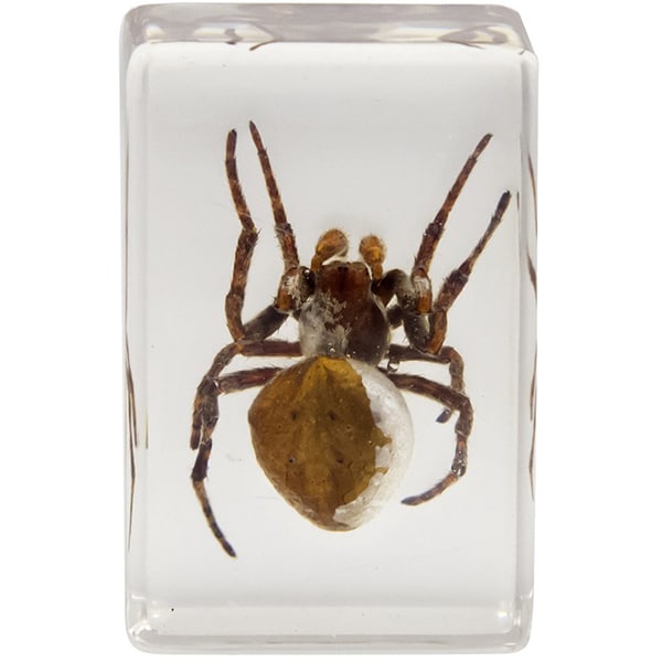 Kit 4 specimene insecte CELESTRON 3D Bug Specimen kit 2