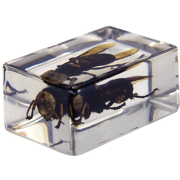 Kit 4 specimene insecte CELESTRON 3D Bug Specimen kit 2