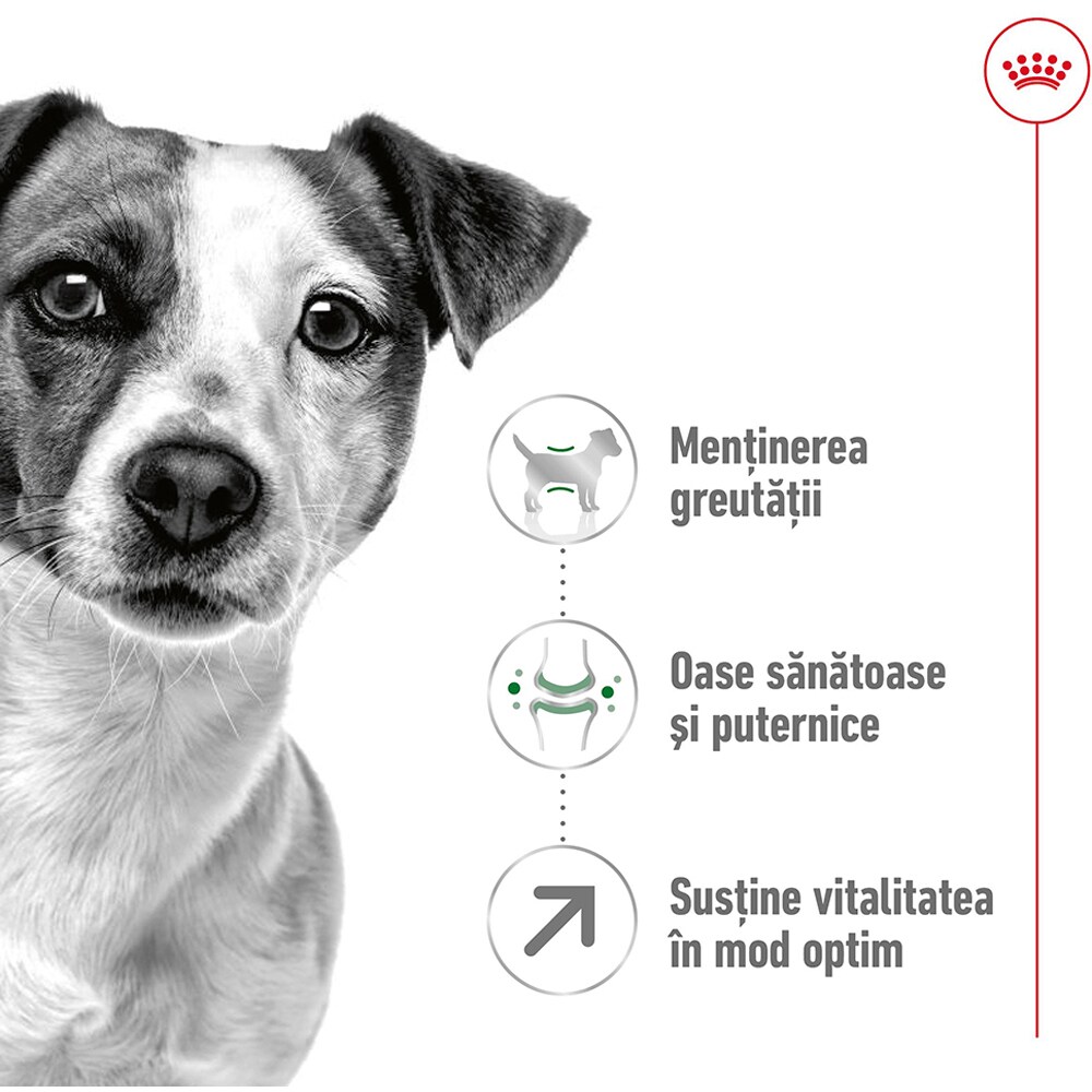 Hrana uscata pentru caini ROYAL CANIN SHN Mini 8+, Adult, 2 kg