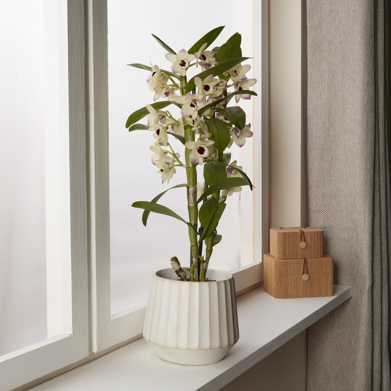 Ghiveci flori VERVE, teracota, D 16 cm, bej
