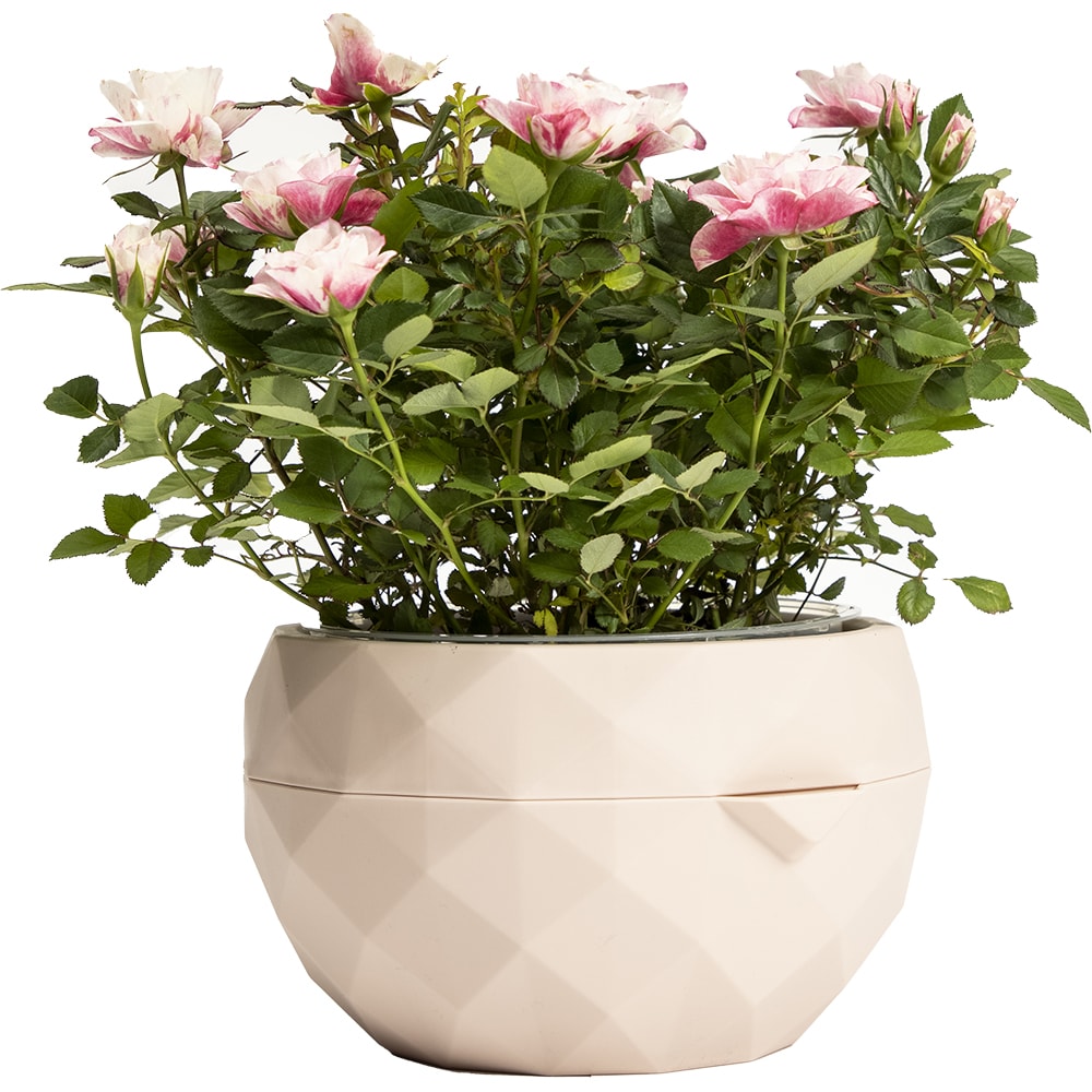 Ghiveci Allium, 20 cm, roz