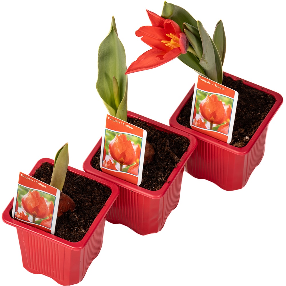 Tulipa X Hybrida 7