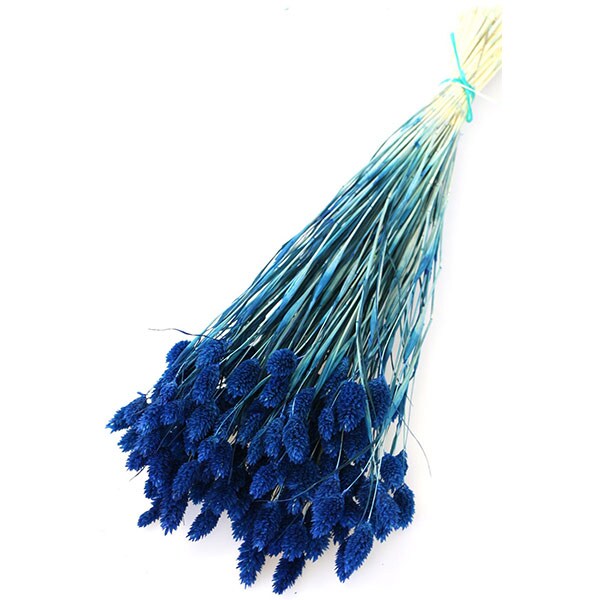 Buchet plante naturale, phalaris, albastru, H 40 cm