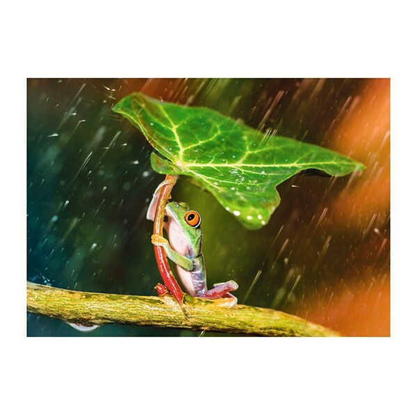 Puzzle TREFL Umbrela verde 37288, 10 ani+, 500 piese 
