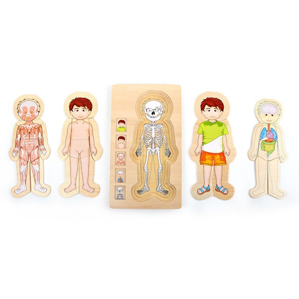 Puzzle LEGLER Corpul uman Tim LE5842, 3 ani+, lemn, 28 piese