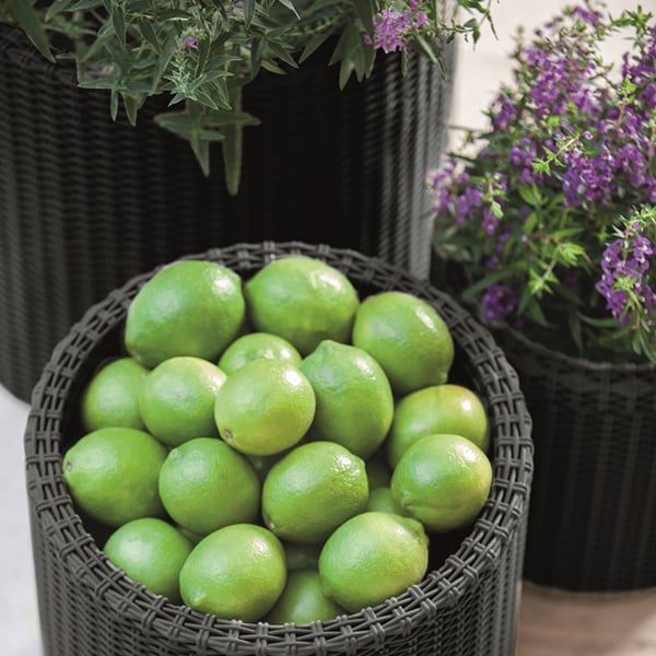 Ghiveci flori KETER model ratan, plastic, D 43.7 cm, negru