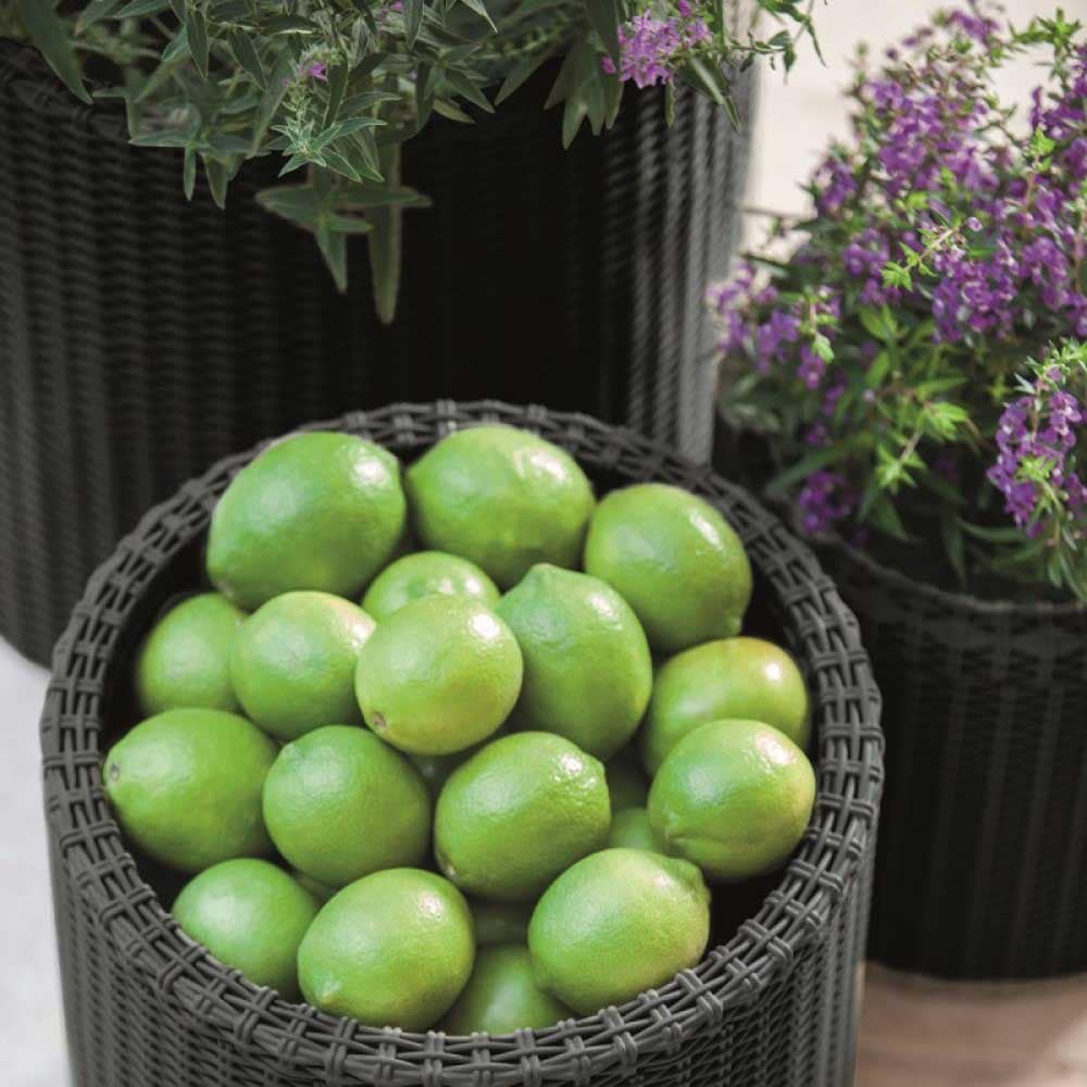 Set 3 ghivece flori KETER Cylinder, polipropilena, D 28/36/43.7 cm, antracit