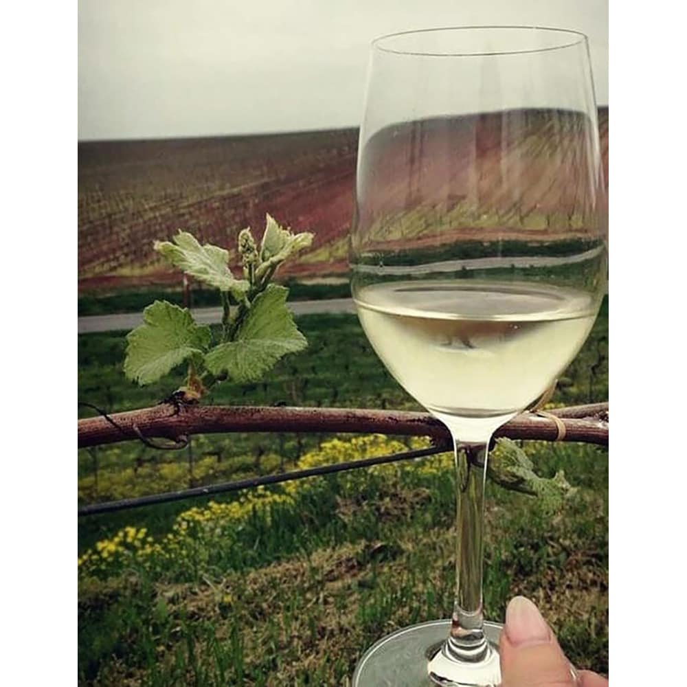 Vin alb sec Cramele Recas Sole Sauvignon Blanc 2022, 0.75L