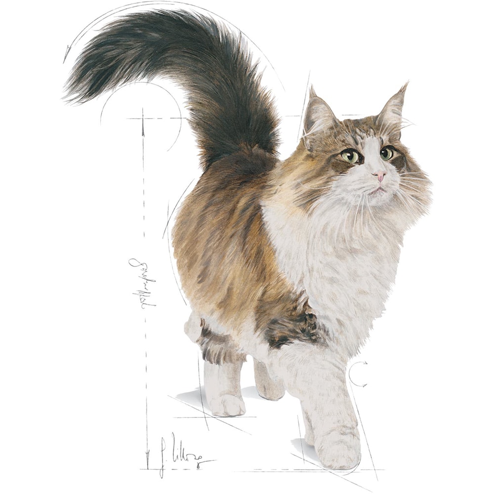 Hrana umeda pentru pisici ROYAL CANIN FHN Sterilized, Adult, Mix in sos, 12 x 85g