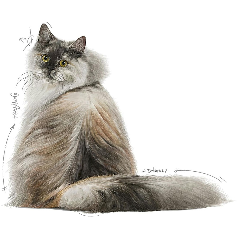 Hrana uscata pentru pisici ROYAL CANIN FCN Hair Skin Care, Adult, Pasare, 2 kg