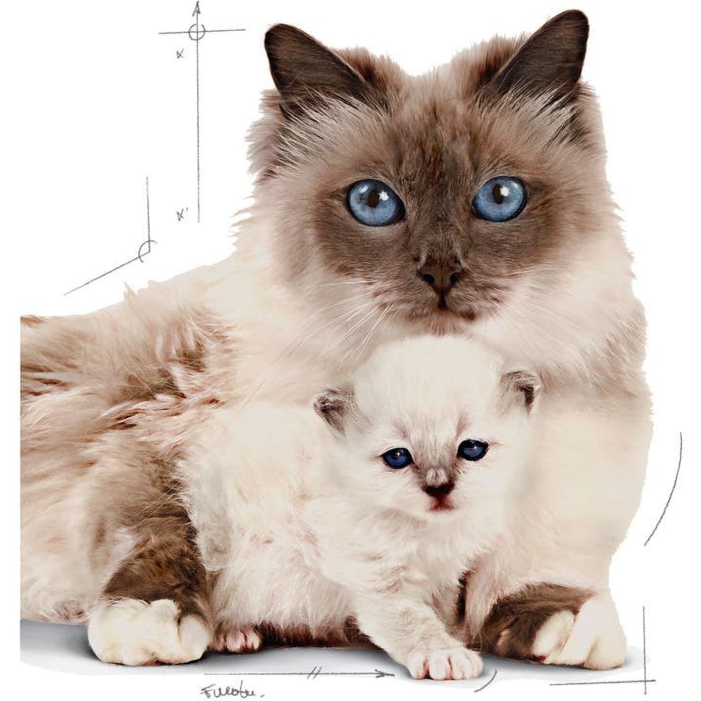 Hrana uscata pentru pisici ROYAL CANIN FHN Mother & Babycat, Adult, Pasare, 2 kg