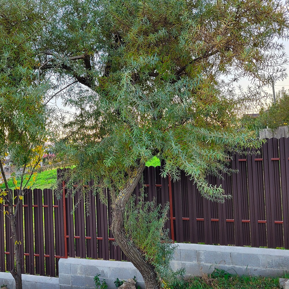 Sipca metalica gard Tisa, 11.5 x 130 cm, maro mat, 25 bucati