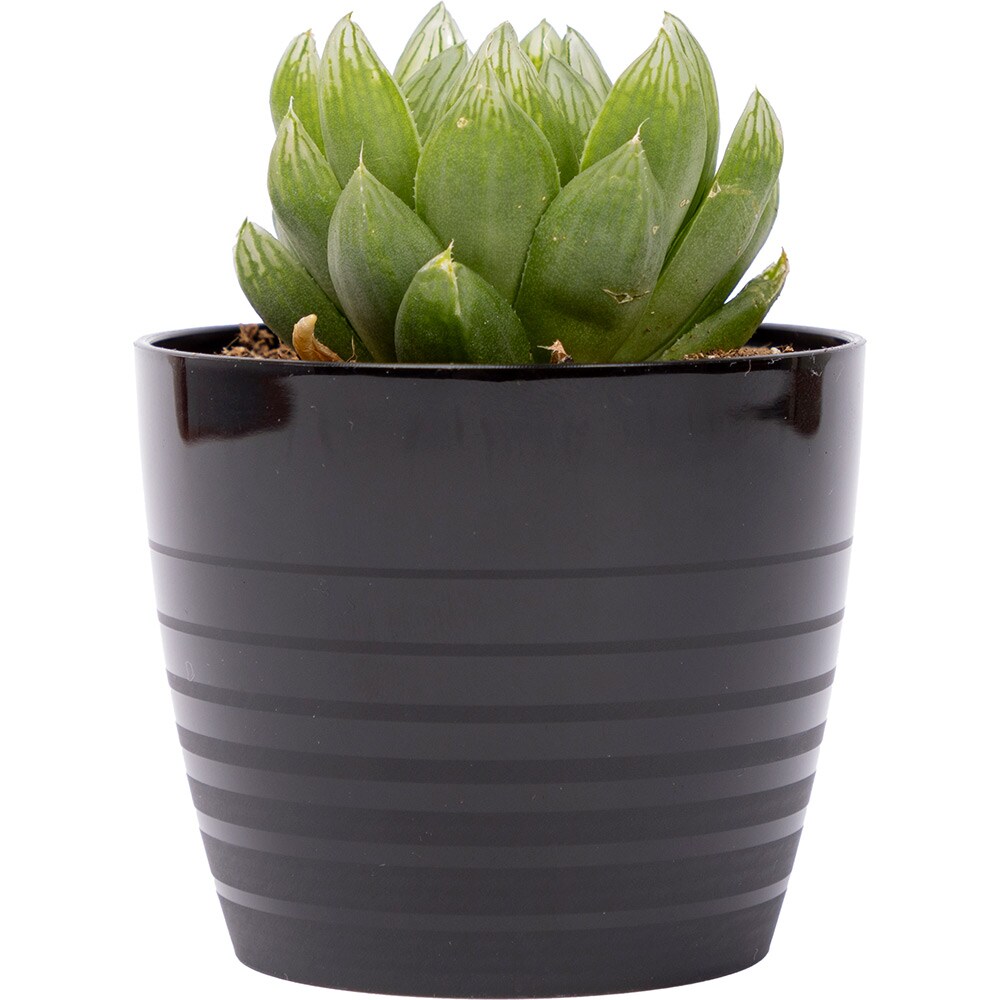 Masca ghiveci HARPLAST Silvia, D7 cm, plastic, negru