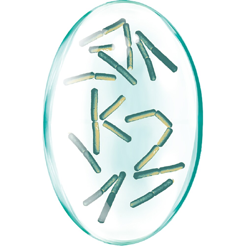 Supliment alimentar Vitamina K2 Naturala, 30 capsule, ROTTA NATURA