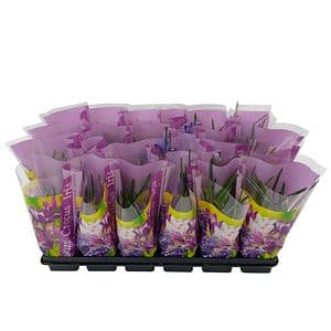 Bulbi mix cu celofan Color DALIA PROD, 1 buc