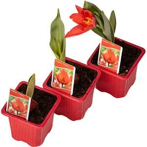 Bulbi lalele Tulipa x hybrida DALIA PROD, 1 buc