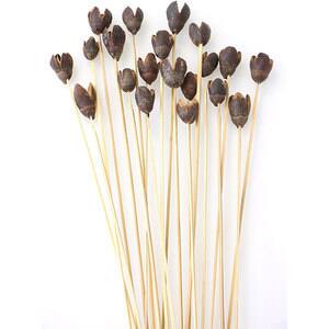 Buchet plante naturale, tropical bell cu bambus, maro, H 43 cm