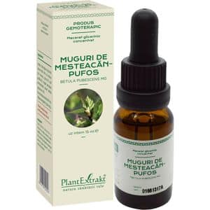 Concentrat Muguri Mesteacan Pufos macerat glicerinic, 15 ml, PLANTEXTRAKT